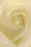 Draw close to the heart of a creamy white rose, its petals swirling inward with soft, patient grace-a bloom lovingly prepared by a seasoned Chase Cross florist. This rose glimmers with quiet luminosity, the light flowing gently through layers of velvety ivory and cream. Each petal seems both matte and smooth, holding the promise of silkiness under gentle fingertips. Delicate shadows add subtle drama, inviting a sense of peace reminiscent of tranquil Chase Cross mornings. The nearly translucent outermost petals suggest fragility, yet the flower's perfect symmetry and poised arrangement radiate quiet strength, evoking cherished community values. This composition is more than a simple floral study-it's an artistic celebration of life's poignant moments, ideal for conveying sympathy, admiration, or the hope woven into new beginnings. The suggestion of a soft fragrance lingers in the mind, understated yet comforting, a tribute to the understanding and care that defines local floral artistry. Embracing the light and emotion of the community it serves, this rose is an enduring token for every occasion deserving gentleness and heartfelt meaning, its serenity echoing throughout Chase Cross.